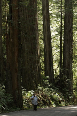 Redwood002