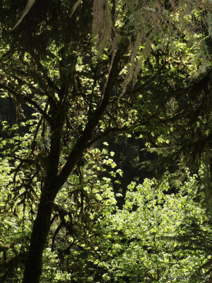 Redwood008.jpg