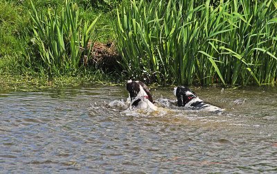 Bentley and Beama Swimming