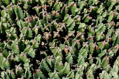 Cactus Garden
