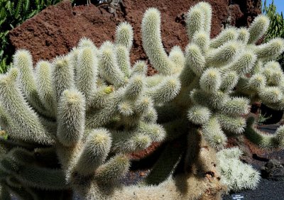 Cactus Garden