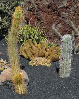 Cactus Garden