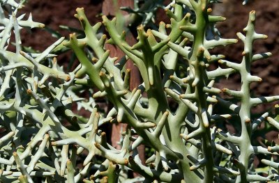 Cactus Garden