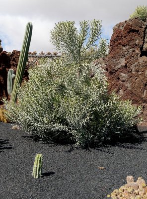 Cactus Garden