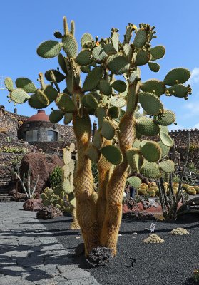 Cactus Garden