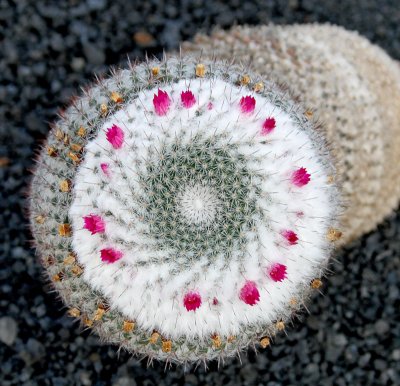Cactus Garden