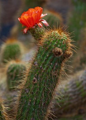 Cactus Garden