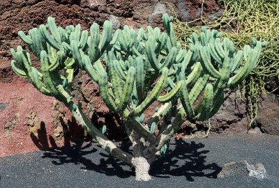 Cactus Garden