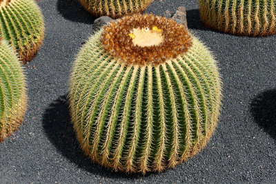 Cactus Garden