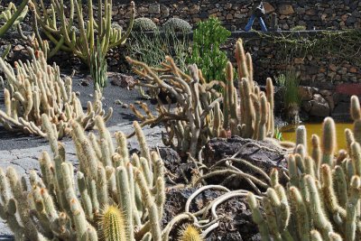 Cactus Garden