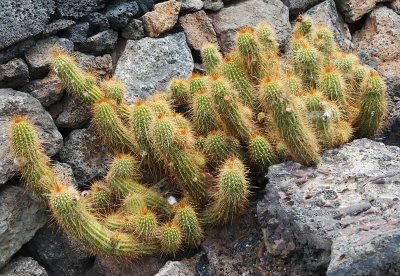 Cactus Garden