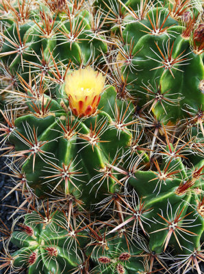 Cactus Garden