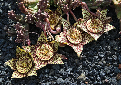 Cactus Garden