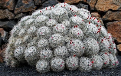 Cactus Garden