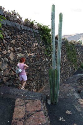 Cactus Garden