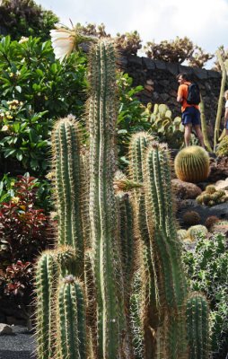 Cactus Garden
