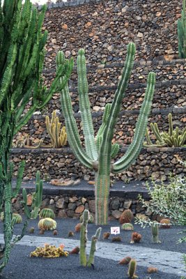 Cactus Garden