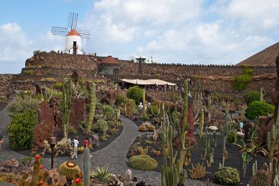 Cactus Garden