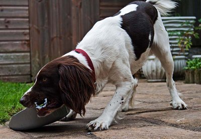 There goes another dustpan!