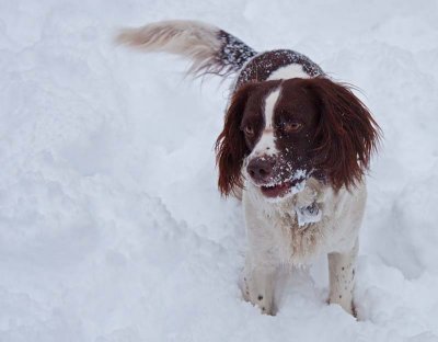 Bentley enjoying the snow