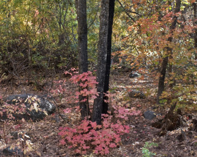 Oak Creek Canyon Cave Springs