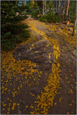 Aspen Leaves On A Canyon Trail