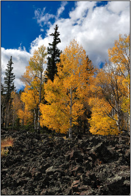 Aspens Growing in an Ancient Lava Flow