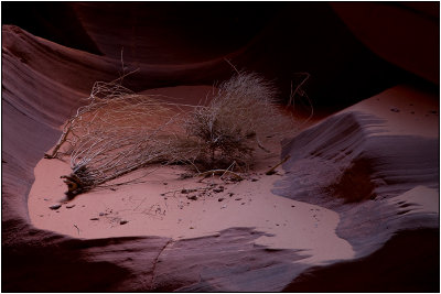 A Tumble Weed