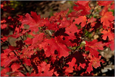 Red Leaves