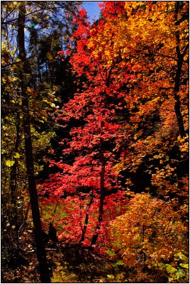 Fall Colors 3