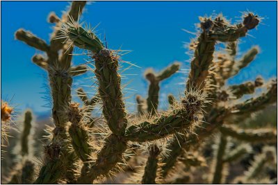 Prickly