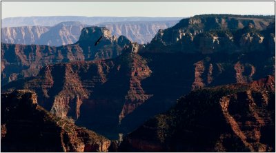 A California Condor Glides Over The North Rim