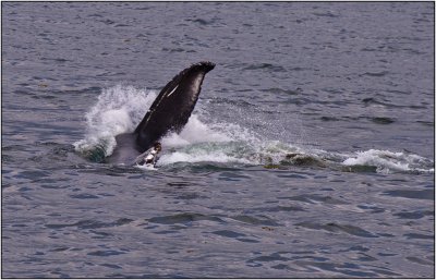 Whale Flipper