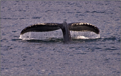 Juneau Whale Watching