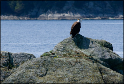 Eagle Perched On A Rock