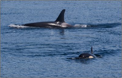 Two Orcas Swimming Together