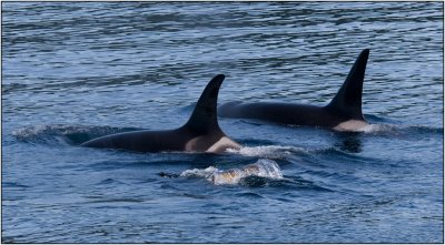 Female Orcas