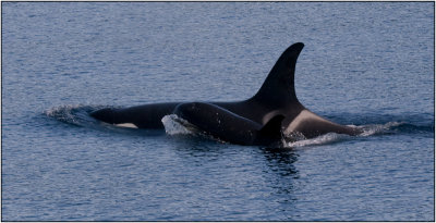 An Orca Calf Sticks Close to Mama