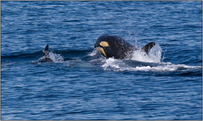 An Orca Calf Following Its Mother