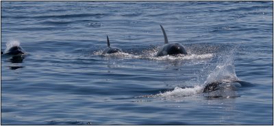 A Dall's Porpoise with Three Orcas