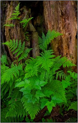 Ferns in Olympic National Park