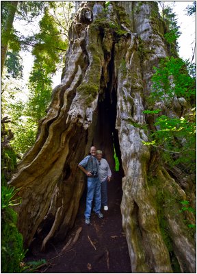 Standing Inside the Quinault Big Cedar
