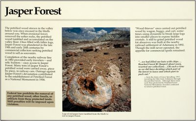 About Jasper Forest