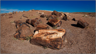 Petrified Forest