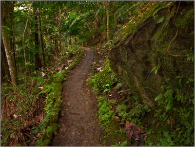 A Jungle Trail