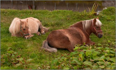 Horses Relax on the Faeroe Islands