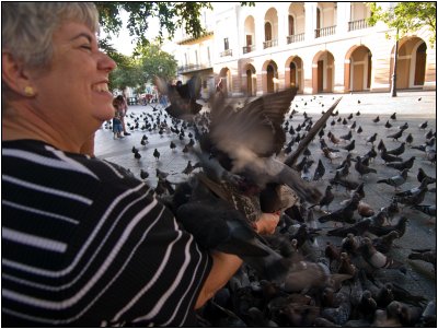 Sandy and San Juan Pigeons