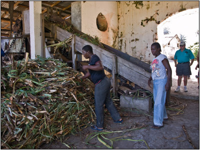 Rum is Made from the Juice of Sugarcane