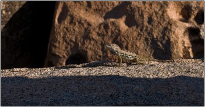 A Young Iguana at Casibari