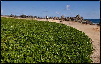 Coastline Near the Natural Bridge of Aruba